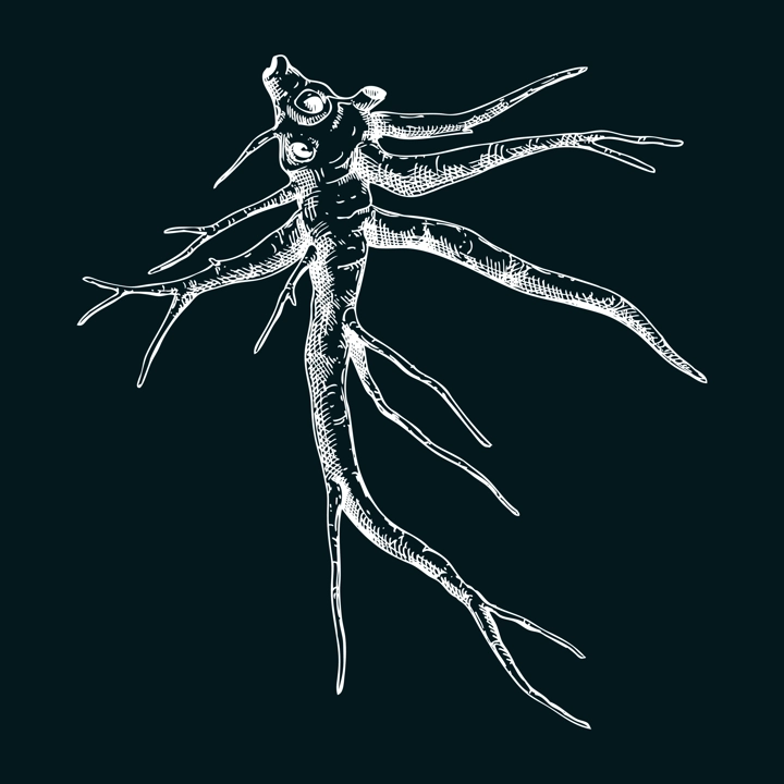 Marshmallow root sketch. Apothecary plant drawing. Herbal remedies, medicinal plant, natural medicine hand-drawn vector illustration on chalkboard. NOT AI generated